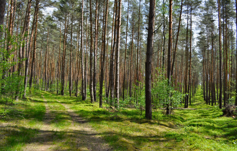 Forensics in Oranienburg