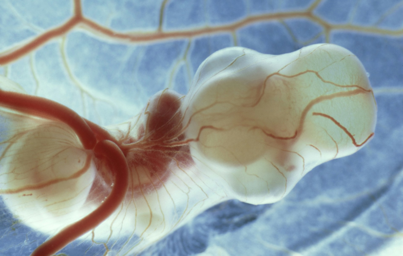 Tierbiologie und Biomedizinische Wissenschaften Bewerbungsfristen