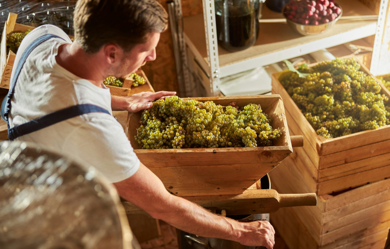 Weinbau in Geisenheim: Bewerbungsfristen