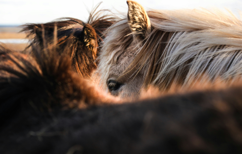 Equine Science study programs