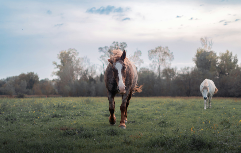 Equine Science admission-free programs