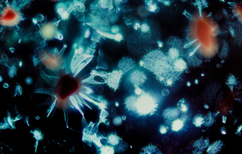 Cell Biology study programs