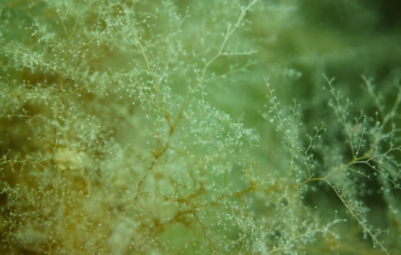 Aquatische Biologie in Stuttgart: Bewerbungsfristen