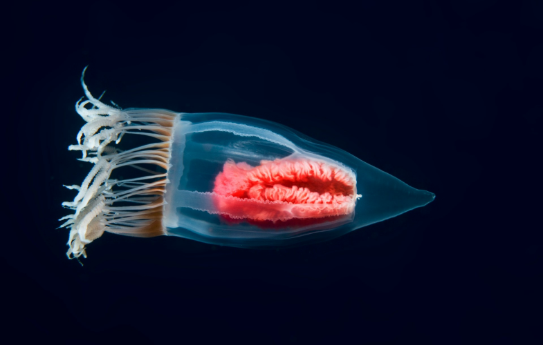 Aquatic Biology Top Programs