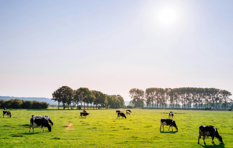 Agriculture and Forestry in Mainz: Deadlines