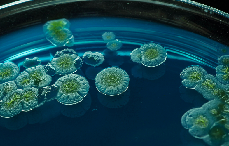 Microbiology study programs