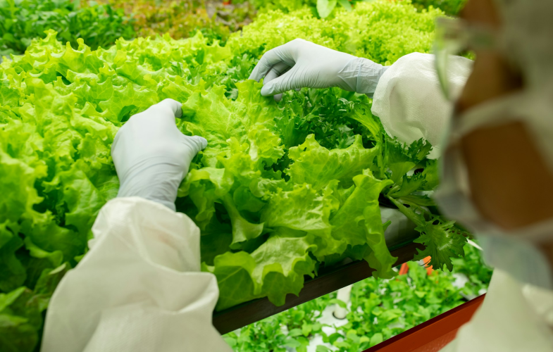 Food Systems study programs