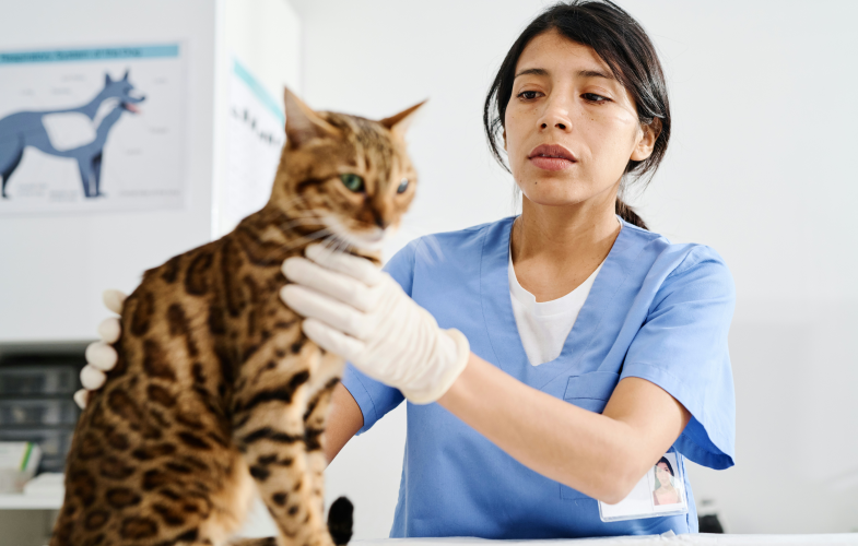 Veterinary Medicine study programs