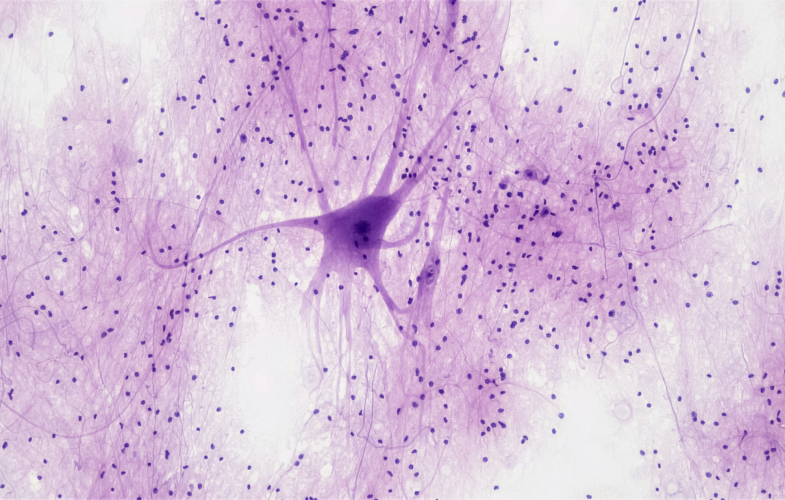 Neurobiology study programs