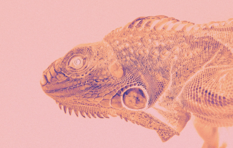 Animal Science in Giessen: Deadlines