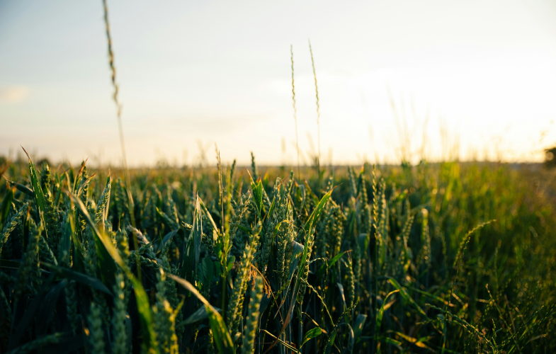 Bioenergy study programs